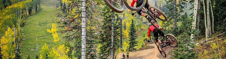 aspens